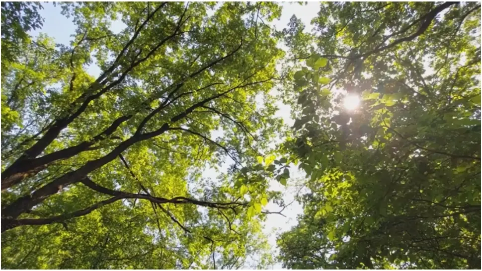 Fost pădurar obligat să plătească peste 1,24 milioane de lei. În cantonul său lipseau mii de arbori