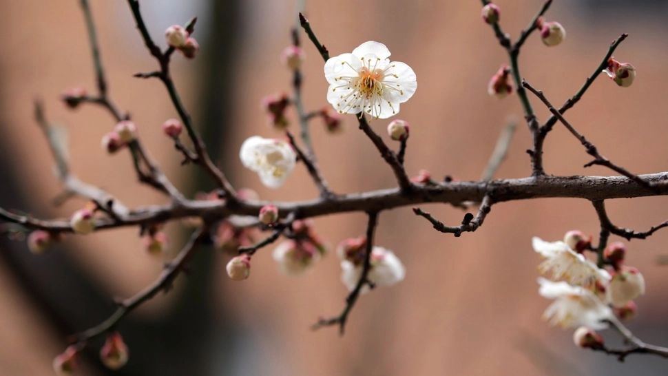 Prognoza meteo pe patru săptămâni: temperaturile cresc treptat în România. Ce anunță meteorologii ANM