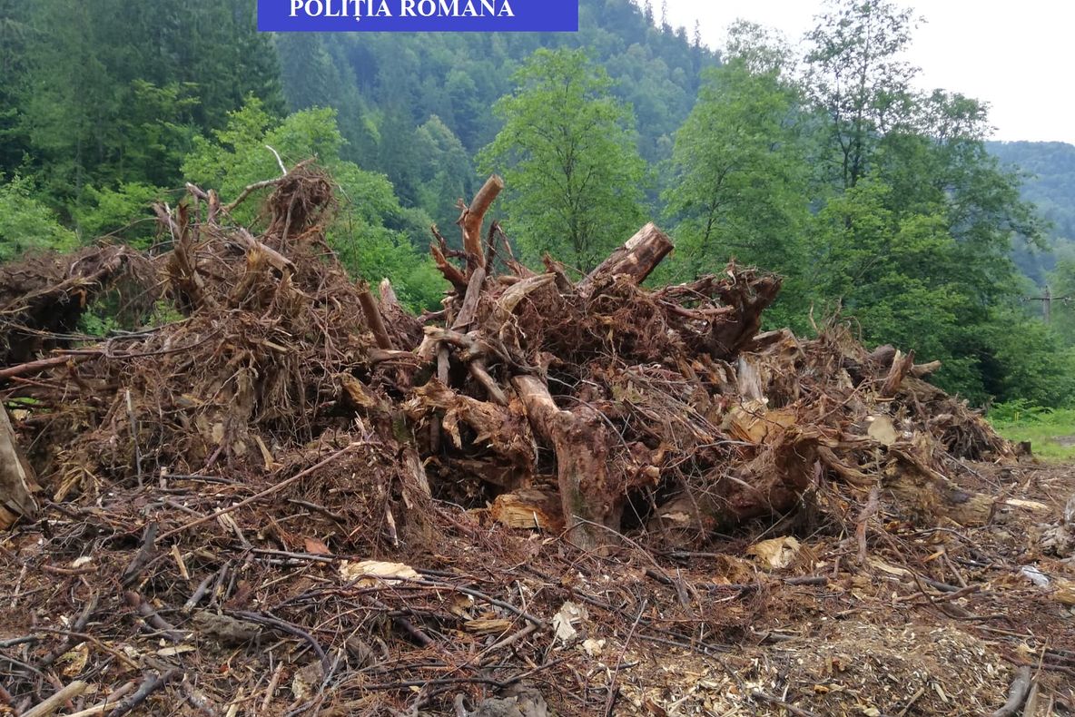 Bogdan, jandarmul cu simț civic !