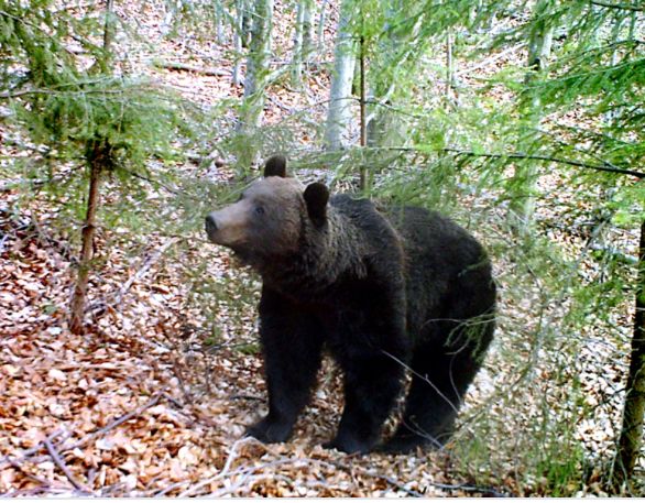 Locuitorii din Perisani, ingrijorati pentru siguranta lor!
