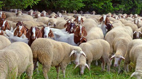 APIA efectuează plata ajutorului de stat pentru ameliorarea raselor de animale