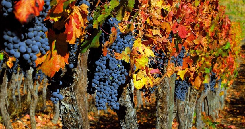 Weekend de sărbătoare și recolta, in Centrul Civic