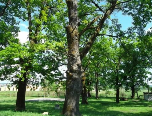 O sută de stejari plantați la Horezu, în prezența Ministrului Apelor și Pădurilor