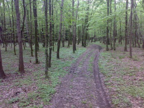 Sprijin pentru prima împădurire şi crearea de suprafețe împădurite