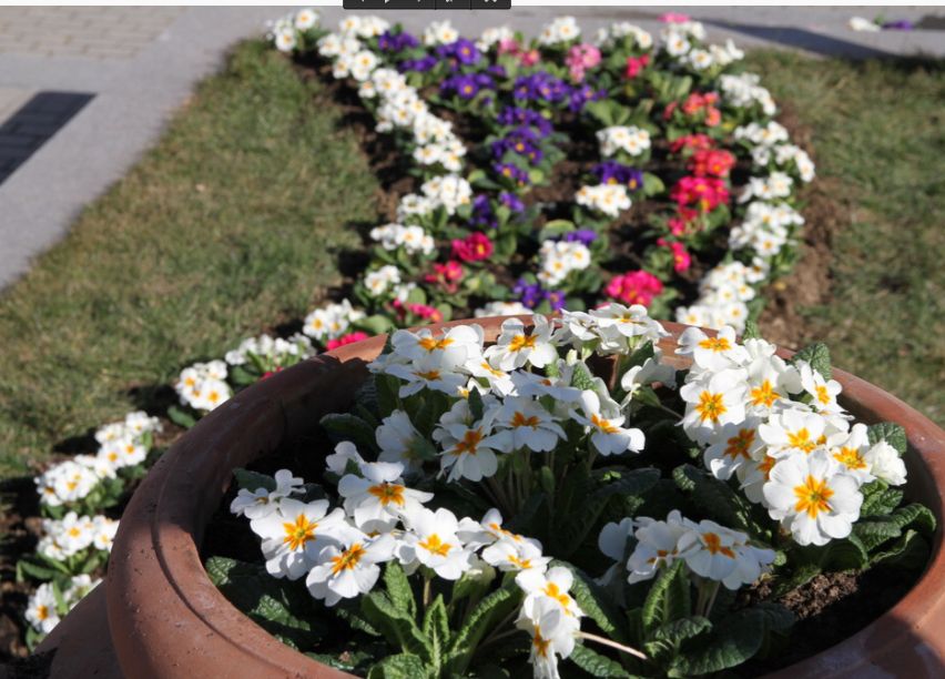 Culoare în Scuarul Revoluției