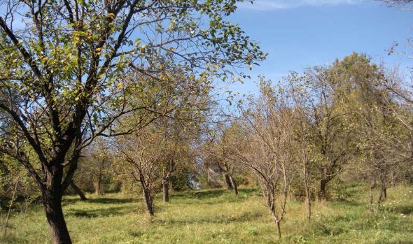 Armă de vânătoare găsită intr- o livadă