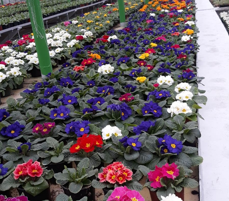 Râmnicul redevine oraşul florilor !