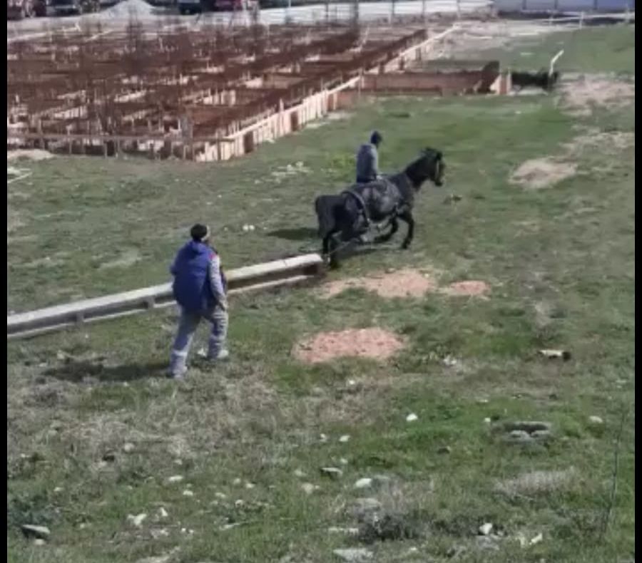 Amendă pentru cruzime față de animale în Vâlcea !