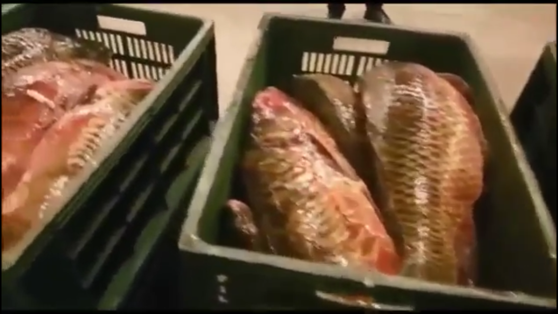 Rețineri în cazul a 16 membri ai unei grupări care se ocupau cu activități din domeniul pescuitului