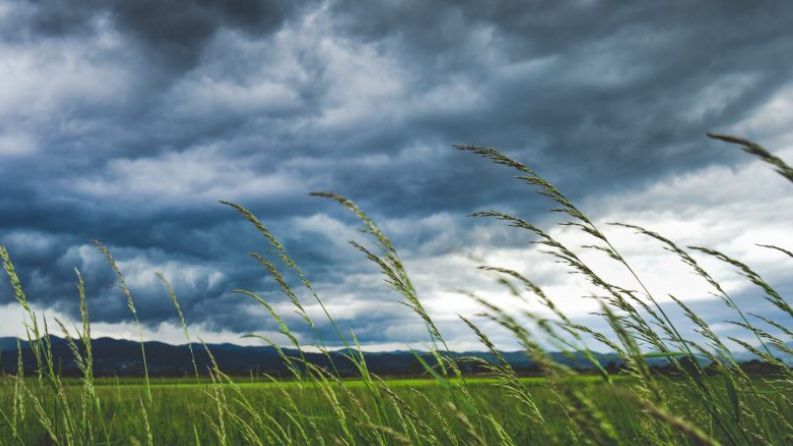 Cod portocaliu de vijelii la Vâlcea