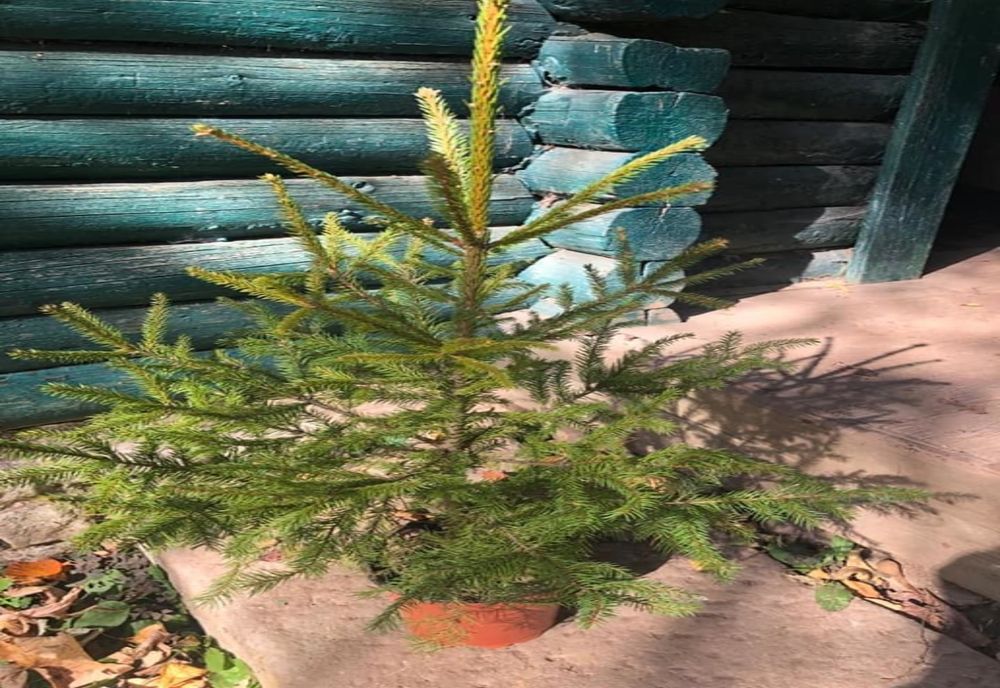 Campania "Un copil, un brăduț" și în județul Vâlcea !