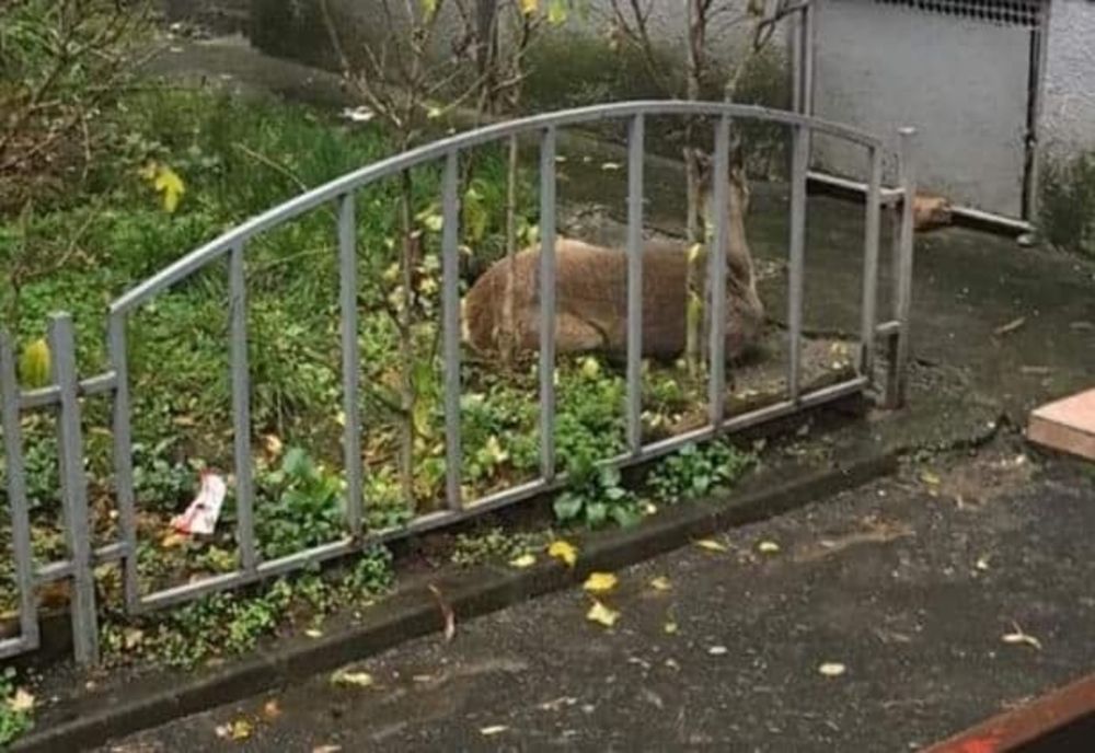 Căprioară salvată de jandarmi !