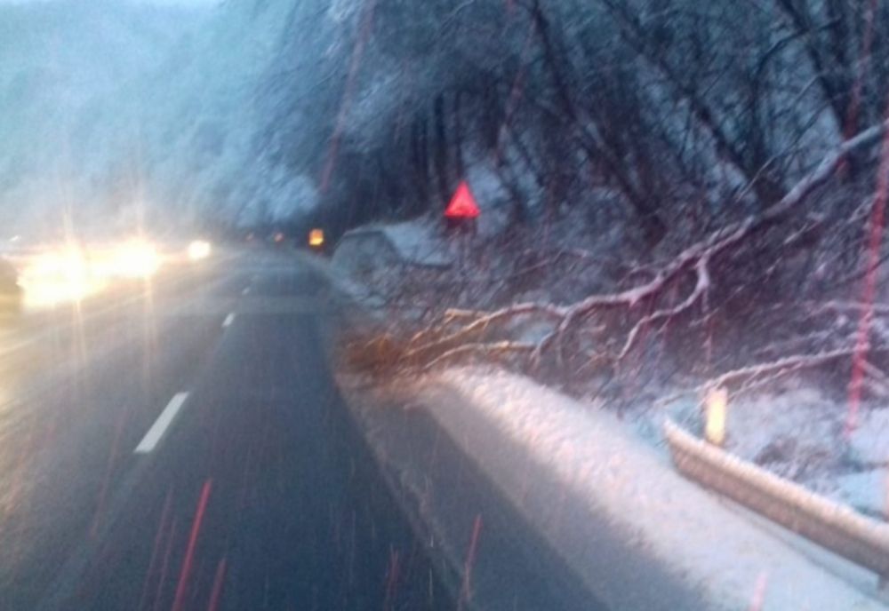 Valea Oltului blocată de un copac