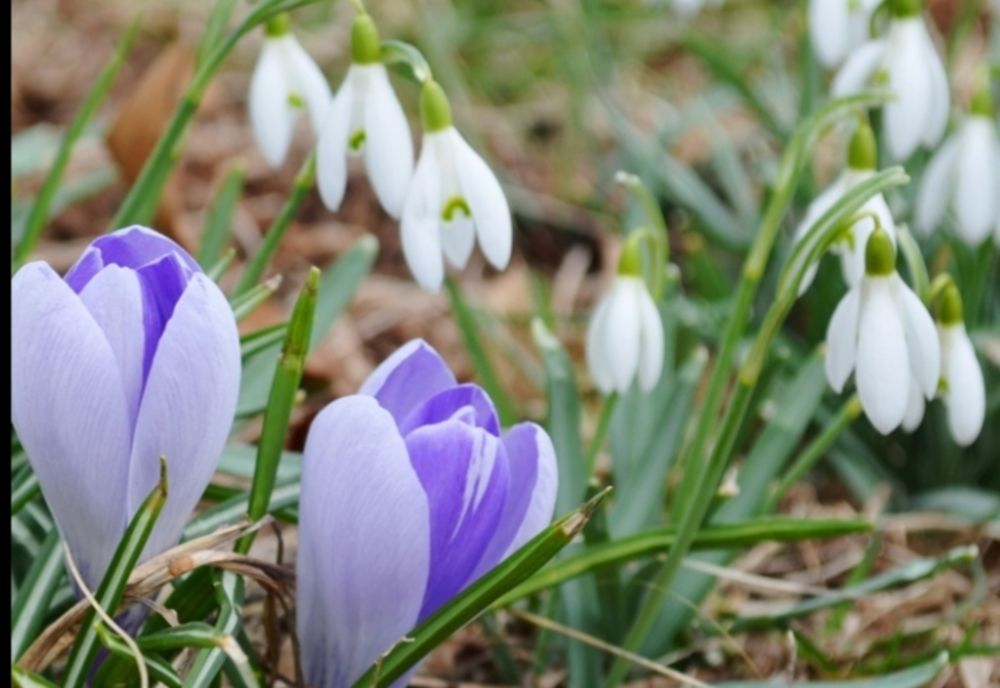 Primăvara începe cu soare...și urări. Mesaje de mărțișor