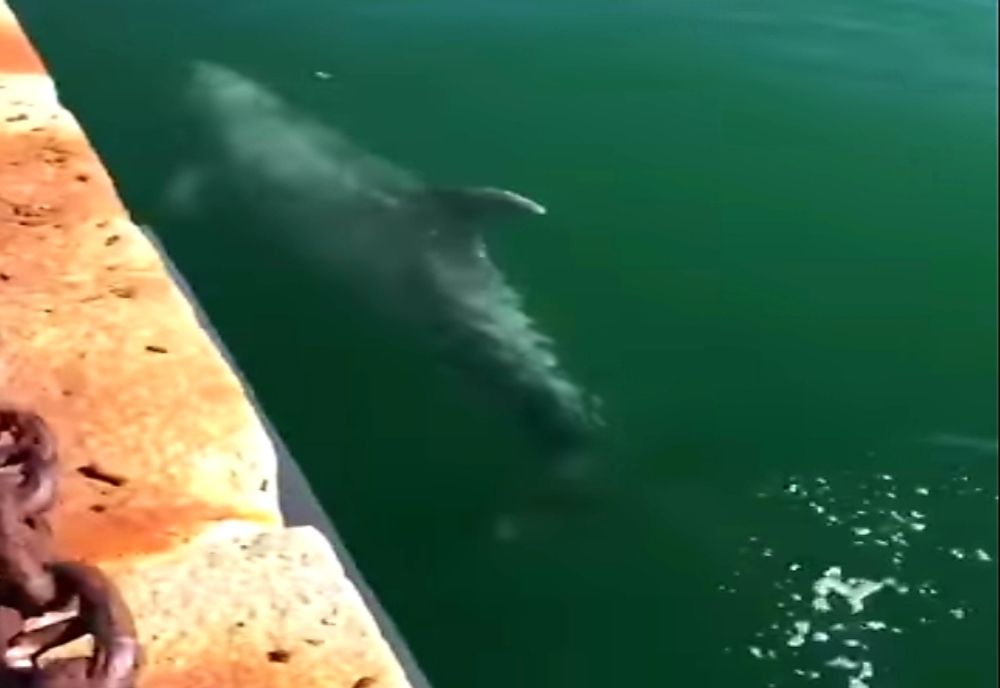 Lebede și delfini în apele Veneției și portul Cagliari