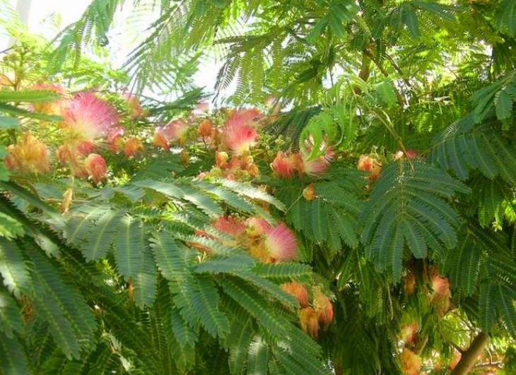 Lucrări de toaletare a arborilor în Brezoi. Trafic dirijat