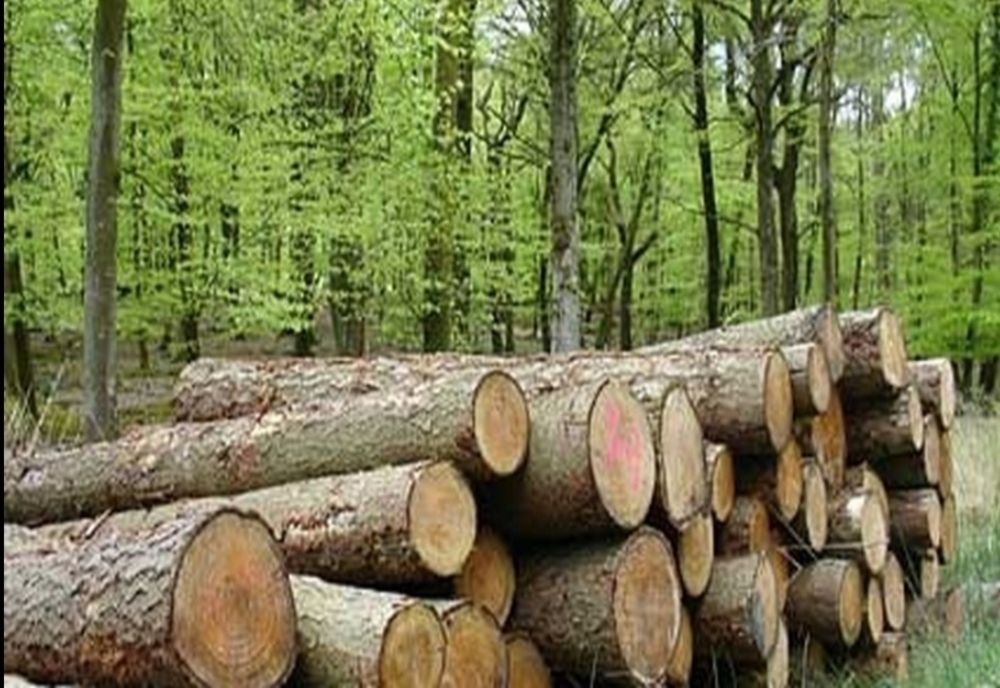 Percheziţii în judeţele Alba, Vâlcea, Sibiu şi Gorj,  la persoane bănuite că ar fi tăiat fără drept arbori din fondul forestier naţional