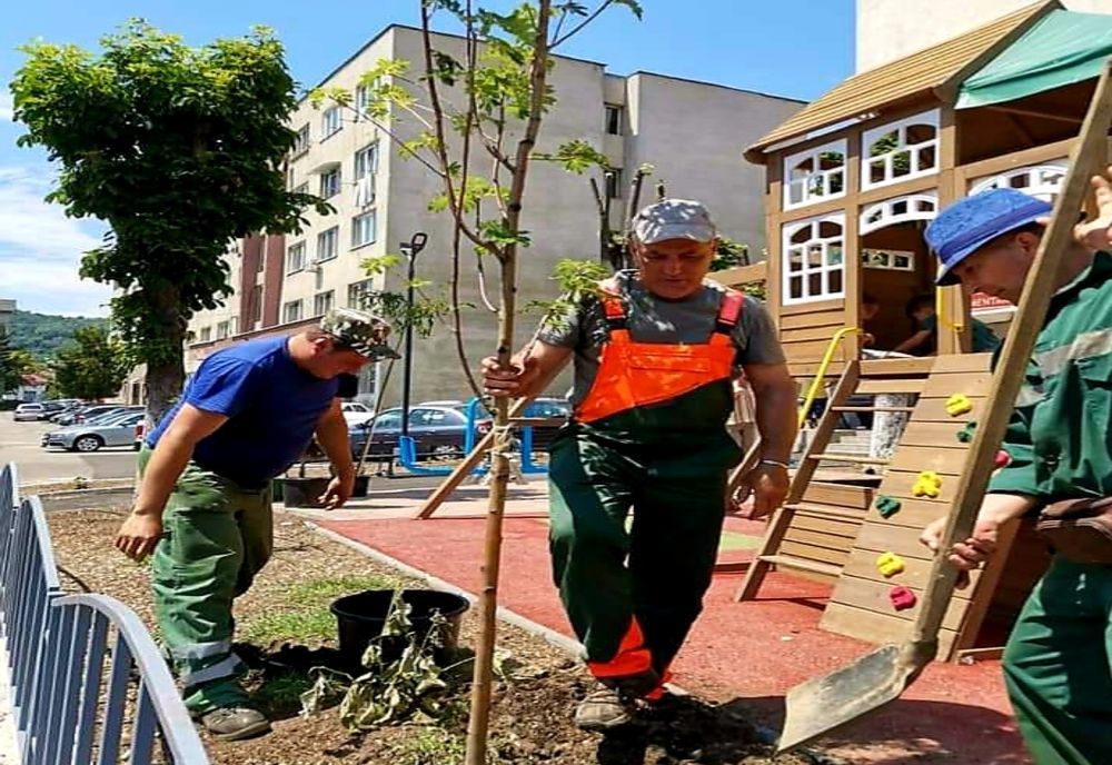 Arbori plantați în mai multe zone ale Râmnicului, de administrația locală