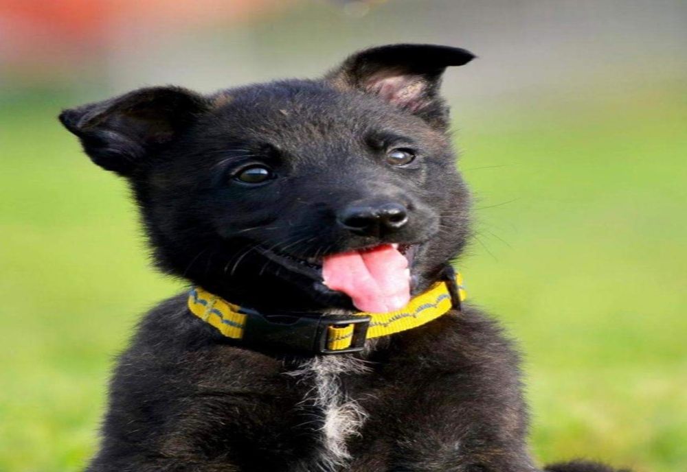 Ce nume i-ați da celui mai tânăr membru al trupelor SIAS?