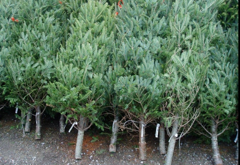 Brazi confiscați de polițiștii vâlceni