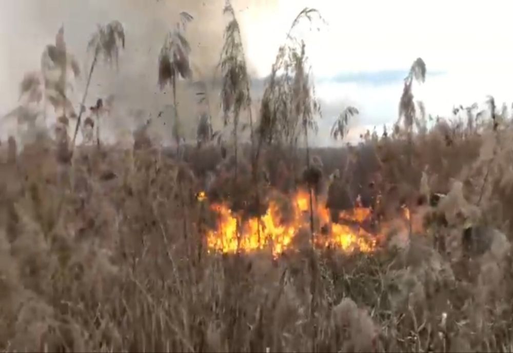 Intervenție pe un teren mlăștinos în flăcări, pe Valea Oltului