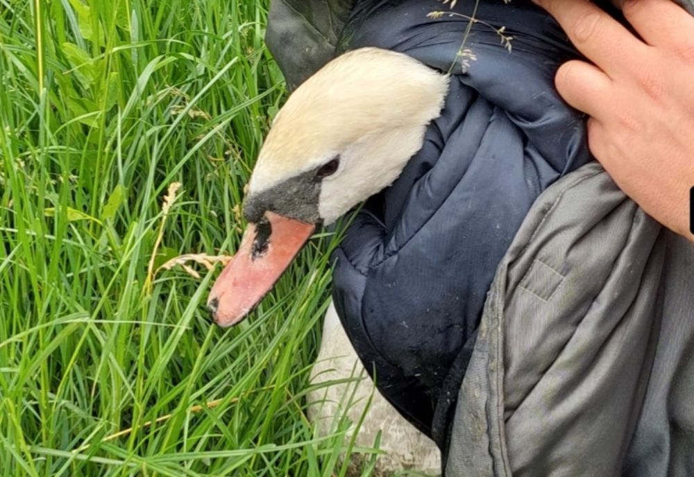 Lebădă salvată de echipajul Poliției pentru Protecția Animalelor