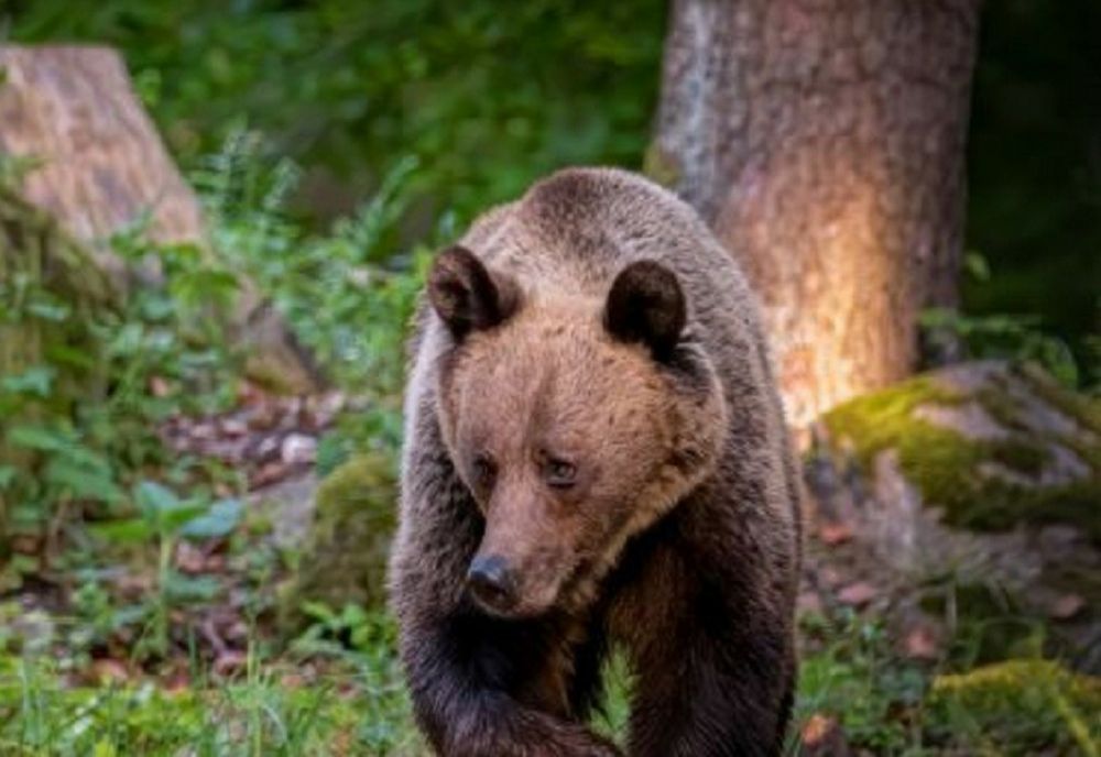 Bărbat atacat de o ursoaică cu pui