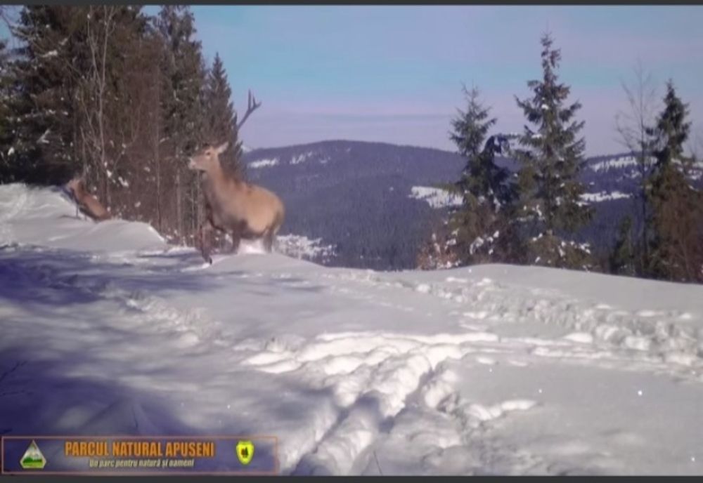 "Joaca cerbilor" într-o pădure din Parcul Natural Apuseni, desemnat de UE "Destinație Europeană de Excelență"