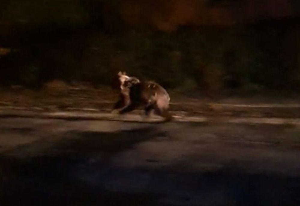 RoAlert. Urs într- o gospodărie din Vâlcea