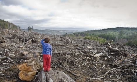 taieri-ilegale-de-padure