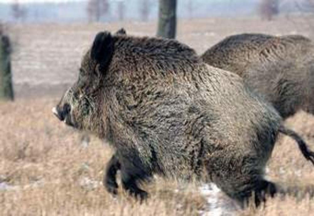 Pestă porcină la limita cu județul Vâlcea !