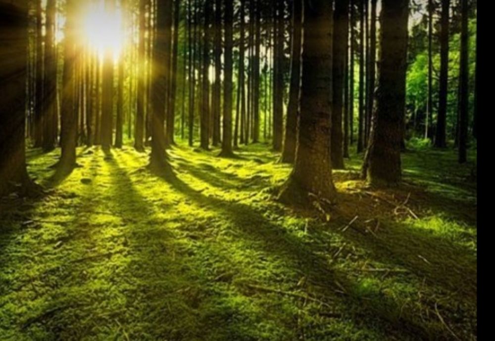 Împăduriri masive în Vâlcea, în cadrul programului Românii Plantează!