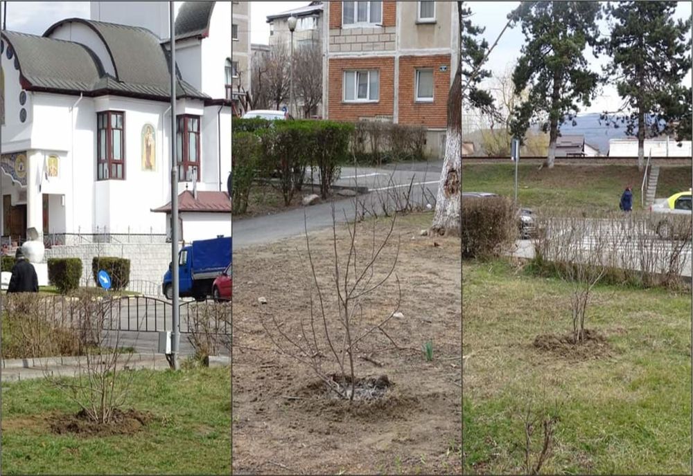 Acțiuni de plantare a copacilor în Râmnic, alături de voluntari