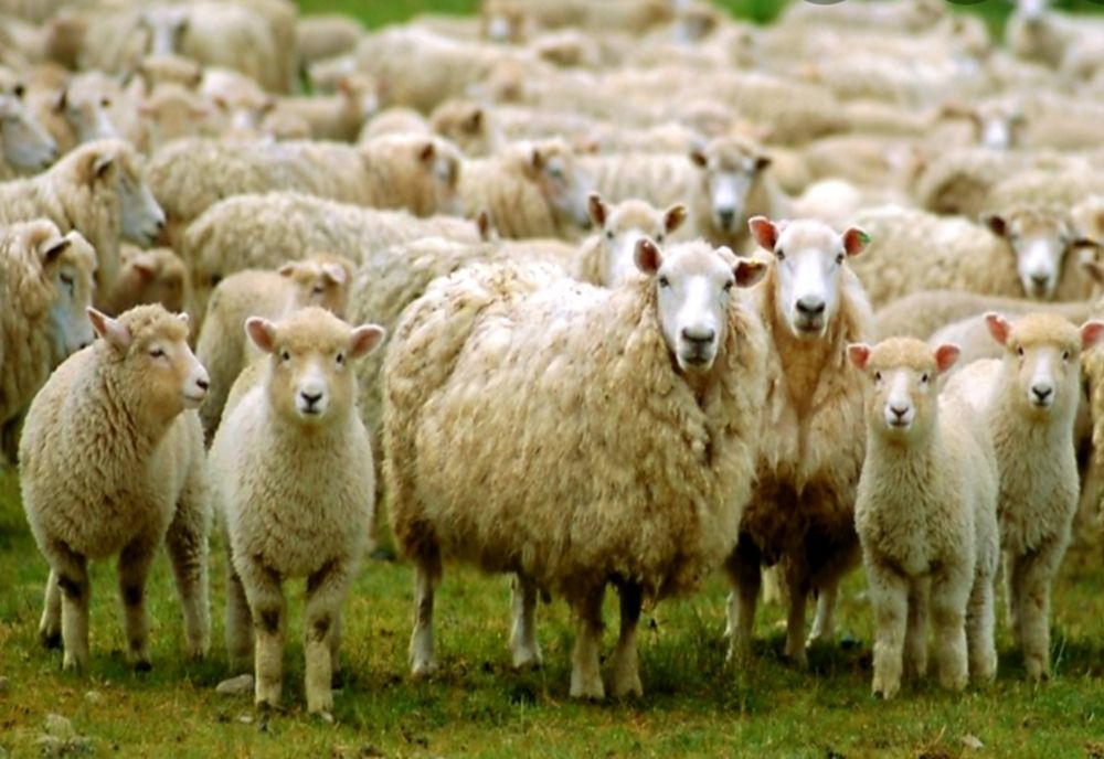 Autoritățile vâlcene au restricționat  circulația animalelor