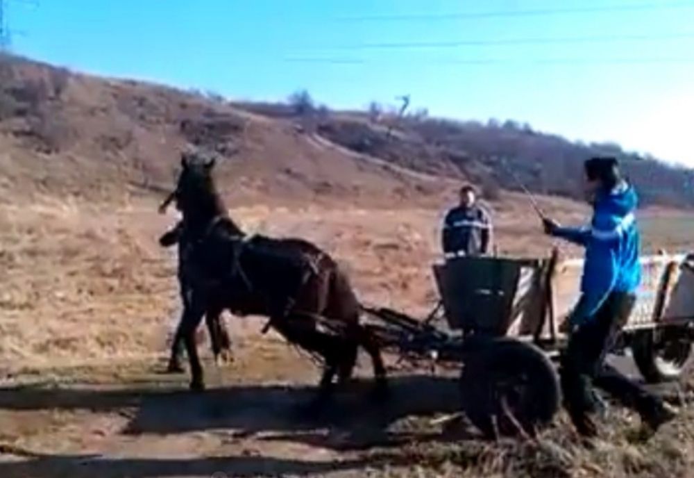 Cal fără apărare, chinuit de un bărbat din Vâlcea