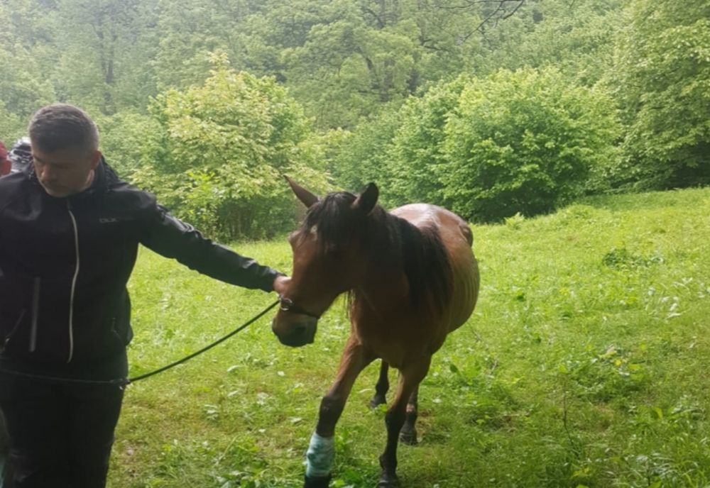 Cal abandonat in Mălaia, Vâlcea