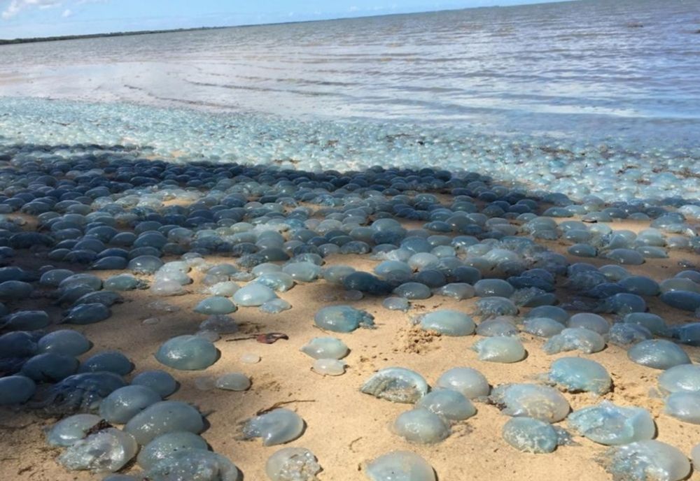 Pentru prima dată în 40 de ani Grecia este invadată de meduze