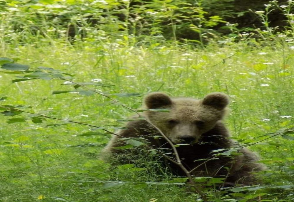  Într- o localitate din Vâlcea urşii au atacat în repetate rânduri. Autoritățile locale vor cere Ministerului Mediului relocarea acestora