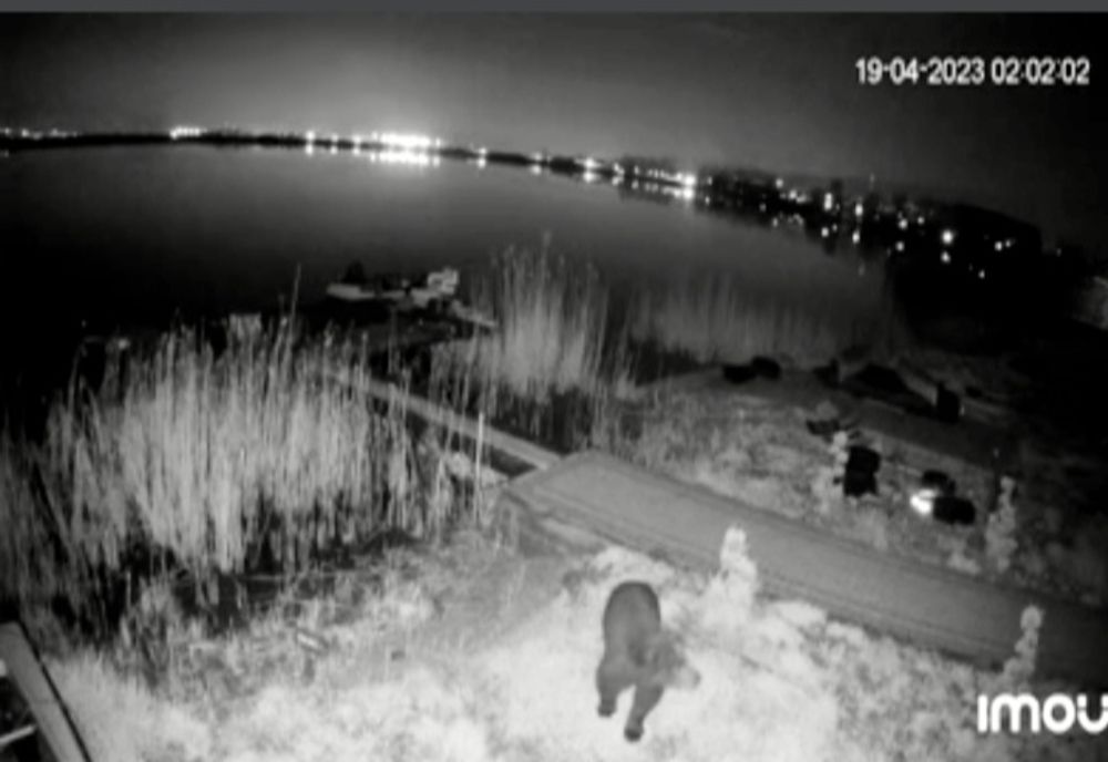 Urs surprins de camerele video într- o localitate din Vâlcea. Primarul le cere cerățenilor să fie precauți