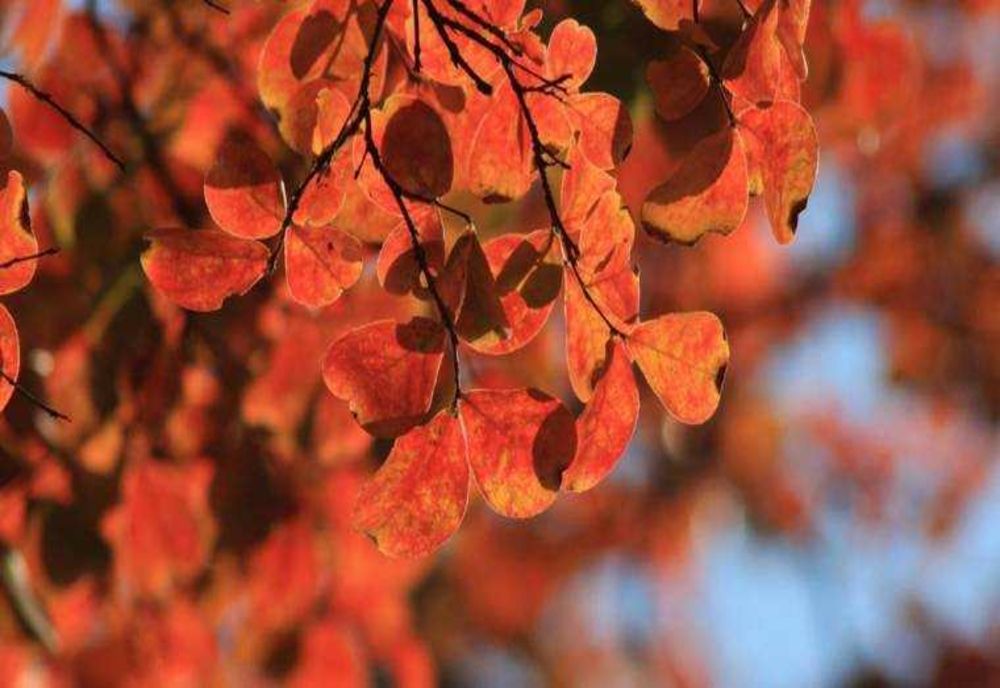 Prognoză meteo 3 decembrie. Vreme mohorâtă, ploi slabe și ceață în multe zone ale țării