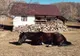 Frumoasa adormită în pădure și povești de Dragobete