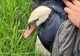 Lebădă salvată de echipajul Poliției pentru Protecția Animalelor