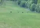 O ursoaică găsită pe şinele de cale ferată de la Gura Lotrului