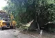Un copac smuls de vânt a rupt rețeaua de electricitate în Horezu