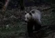 Doi urși au atacat în două zone din județul Vâlcea în aceeași zi. A fost emis mesaj Ro-Alert în timpul nopții