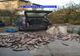 Actiune pe linie piscicola in judetul Valcea